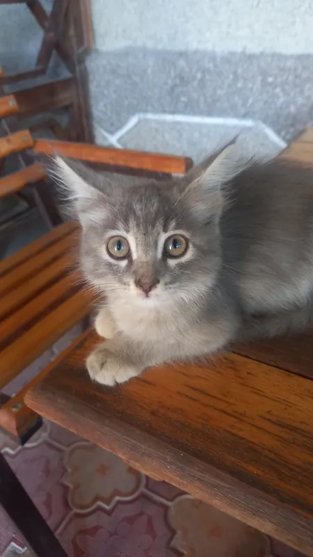 mushukçha mushukçha