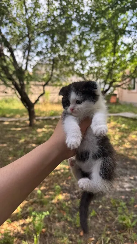 Продаётся котята вислоухие — фото 1