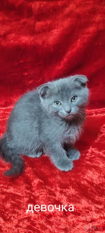 Scottish Fold mushukchalari sotiladi 4 Scottish Fold mushukchalari sotiladi 4