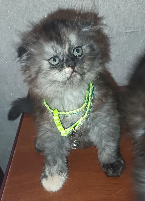 Котята Страйк и Фолд 2