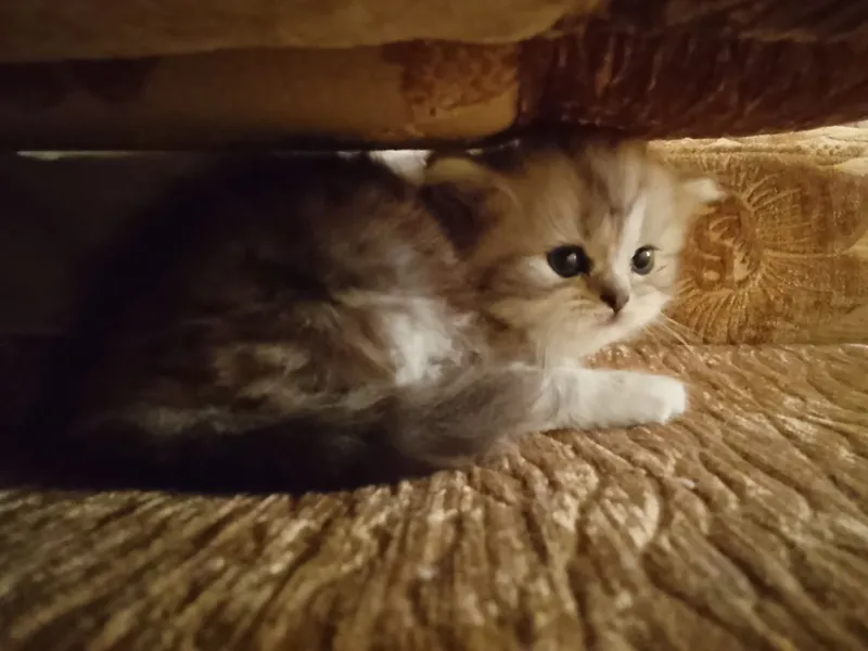 котята продаются 6