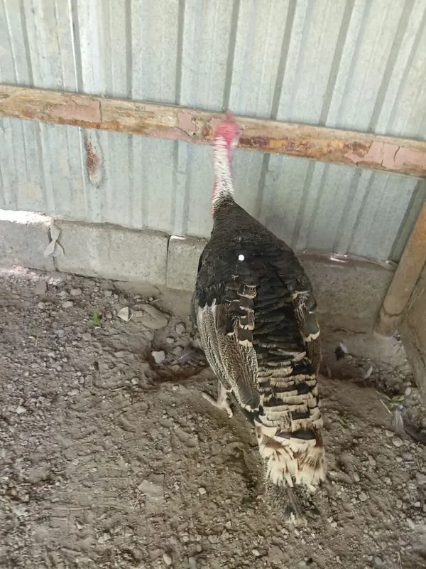Kurka sotiladi продается индюк — фото 1