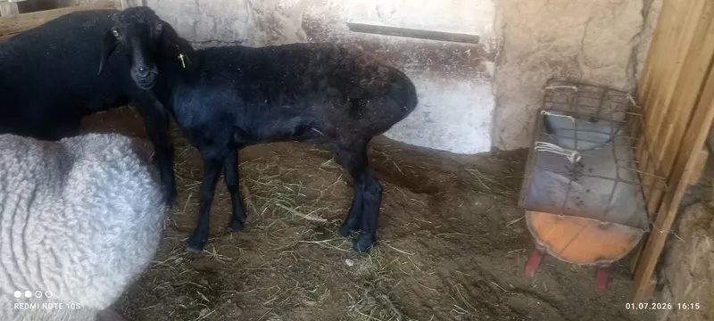 Yosh qoylar sotiladi 2