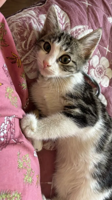 Котенок3месяцев мальчик