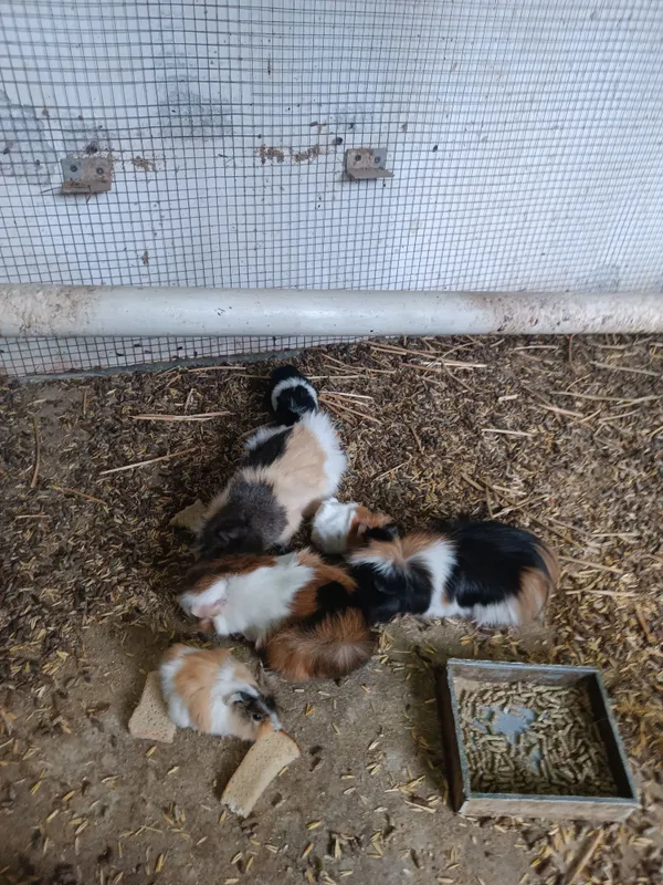dengiz cho'chqalarining oilasi sotiladi 1