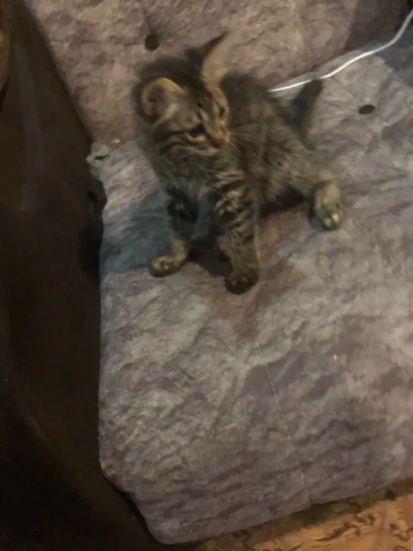 Отдам котенка в хорошие руки 3 Отдам котенка в хорошие руки 3