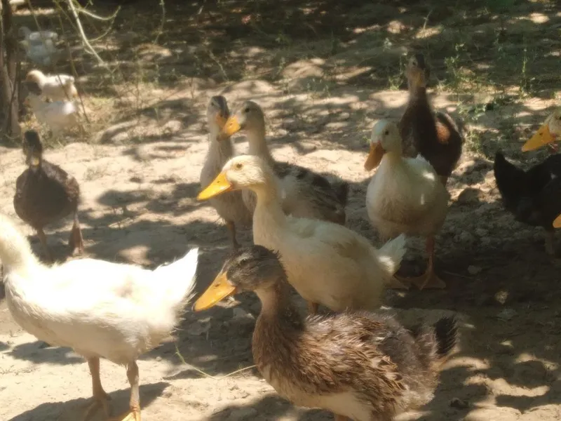 Zordor pekin ordaklari 4 Zordor pekin ordaklari 4