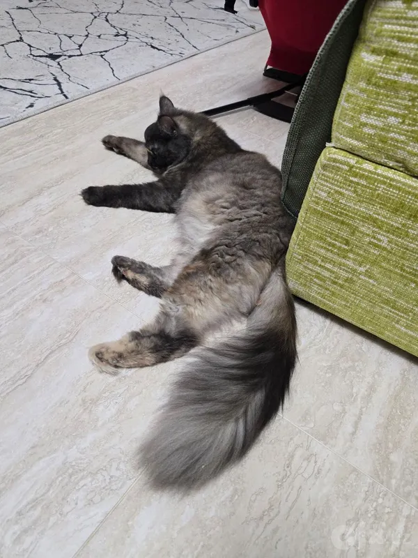 Кошка годовалая срочно 1 Кошка годовалая срочно 1