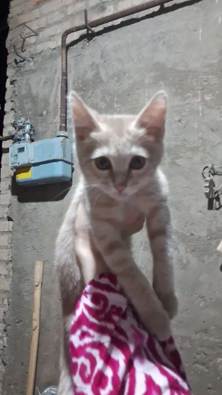 Бесплатний кошка