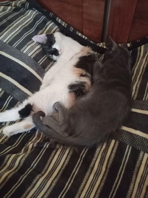 Котят отдают в добрые руки 1 Котят отдают в добрые руки 1