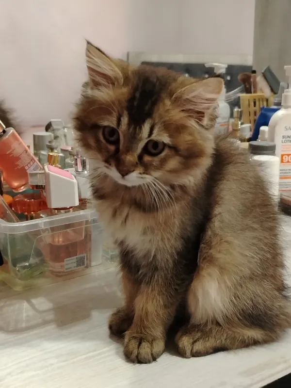 Продаётся котёнок 2 Продаётся котёнок 2