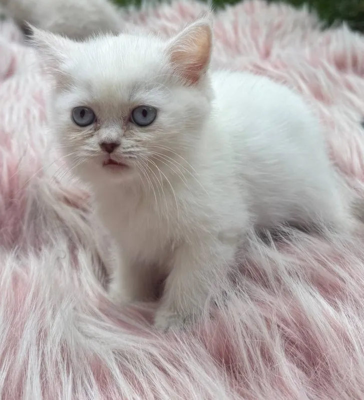 Скоттиш фолд ва скоттиш страйт сотилади