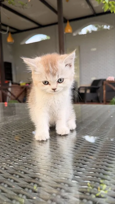 Котята от британской и шотландской вислоухой — фото 1