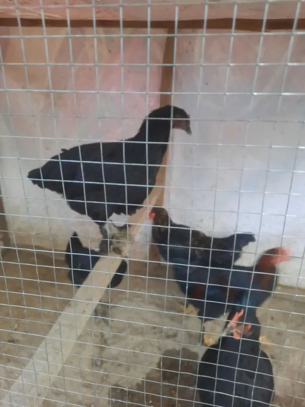 Andijon qora xorozlar 4 Andijon qora xorozlar 4