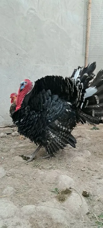 1 yillik uyda boqilgan Induk sotiladi — фото 2