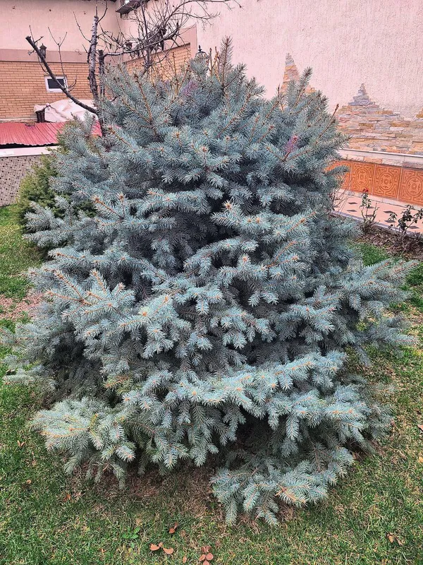 Голубая ель (Picea pungens) — фото 2