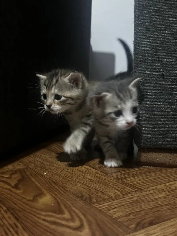 Продаются котята 1,5месяца 4 Продаются котята 1,5месяца 4