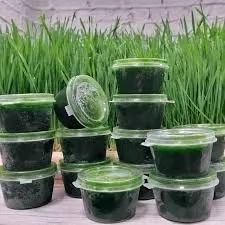 Vitgrass yangi ostrilgan bugdoy suvi