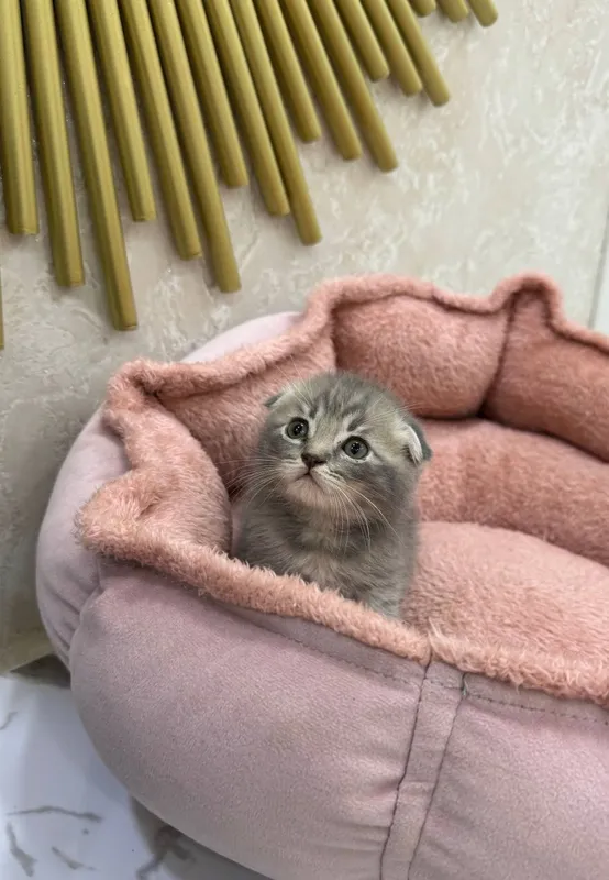 Скотиш фолд угил бола — фото 1