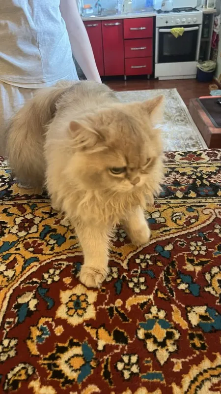 Mushuk sotiladi aqilli chiroyli