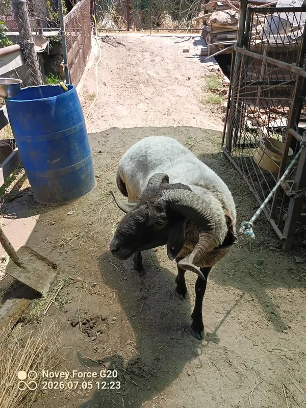 Tagal sotladi buxoro da 4