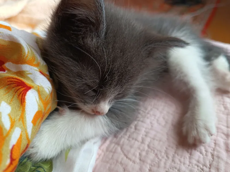 Отдам котят в хорошие руки бесплатно 3