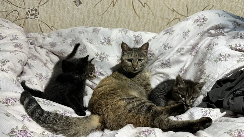 Котята, домашние, для пристройства, 1,5 месяца — фото 5