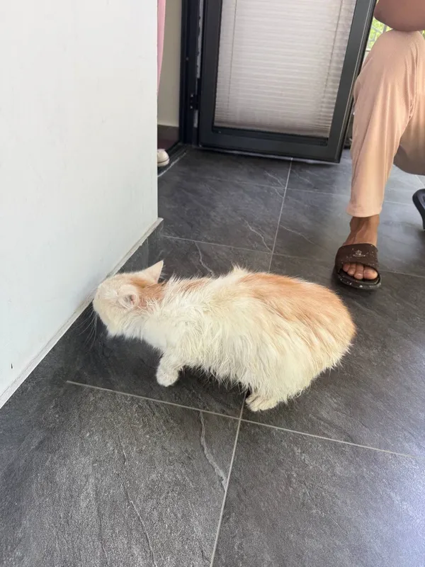 Mushuk Mycon paroda 1