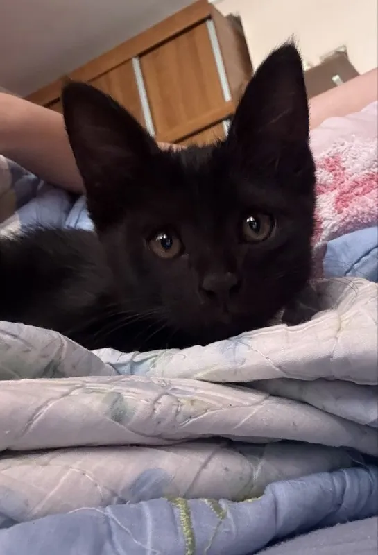 САМАРКАНД! Отдаю котенка в добрые руки