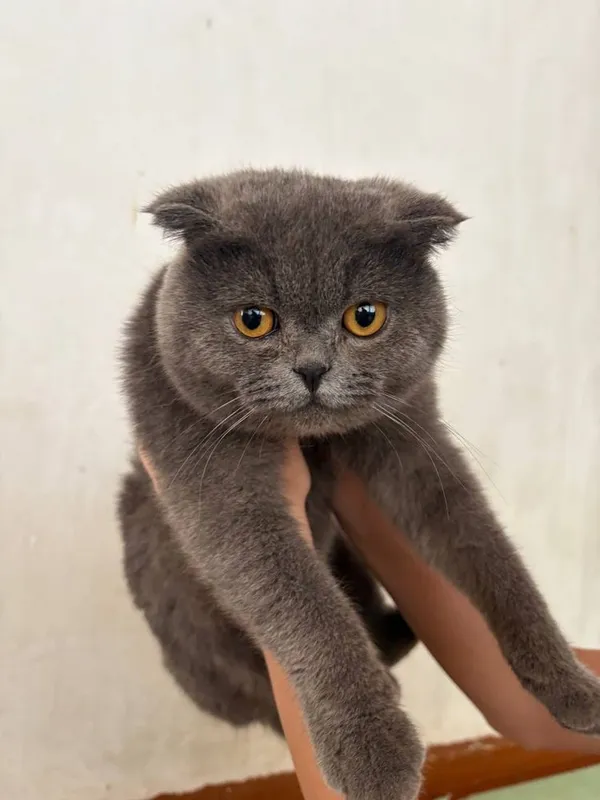 Британский кот «Макс»
