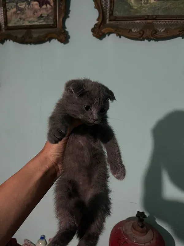 Продам котят британка — фото 4