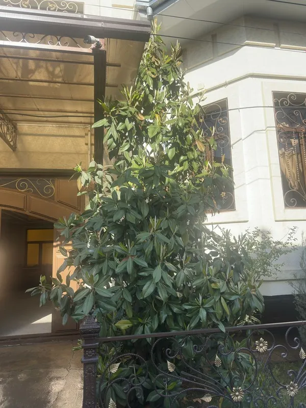 Магнолия Magnoliya