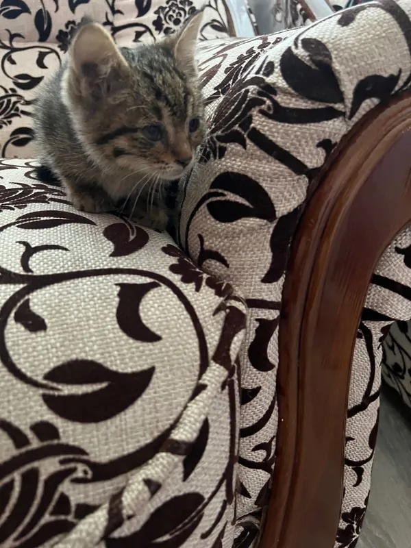 Котята в добрые руки — фото 2