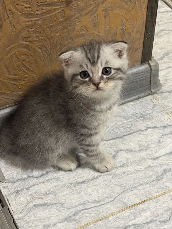 Продаются шотланские котята скотиш фолд 3 Продаются шотланские котята скотиш фолд 3