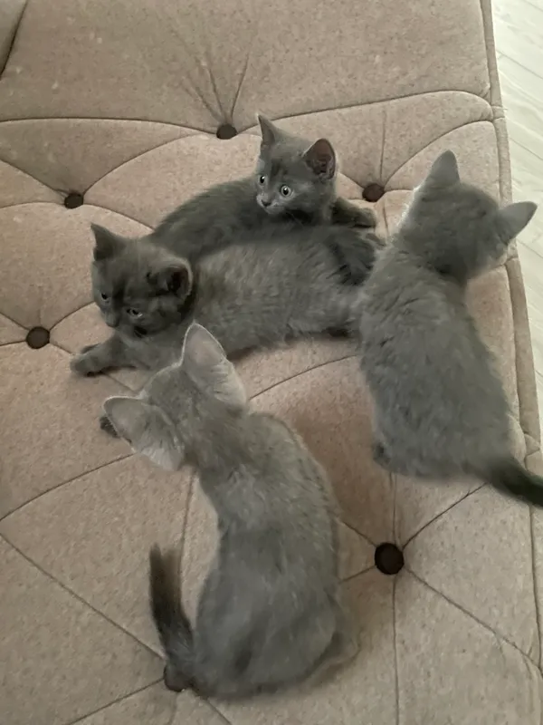 Продаются котята — фото 1