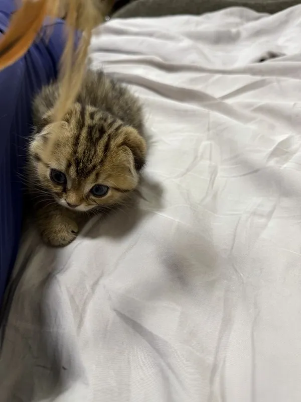 Scottish fold golden shaded 2 oylik 7 Scottish fold golden shaded 2 oylik 7