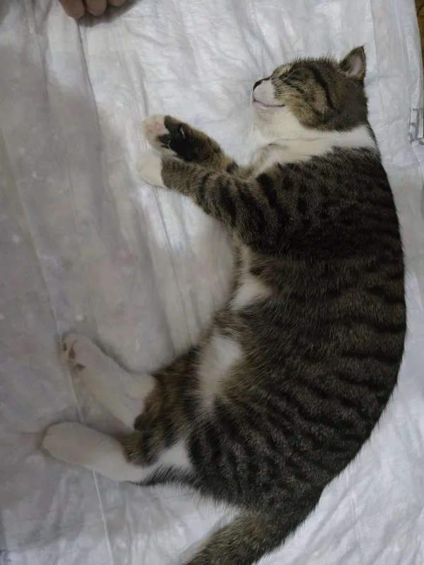 Отдам кота в хорошие руки — фото 1