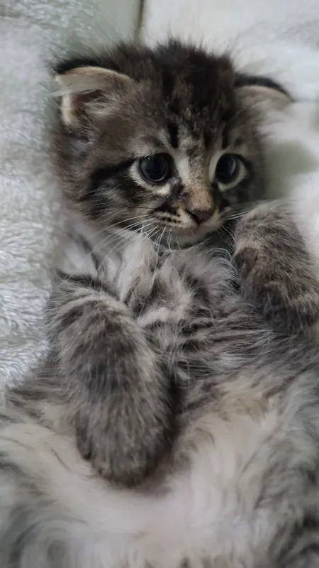 Продается котята мама скотиш фолд сами ходять в латок 3 маль 1 девуш — фото 5