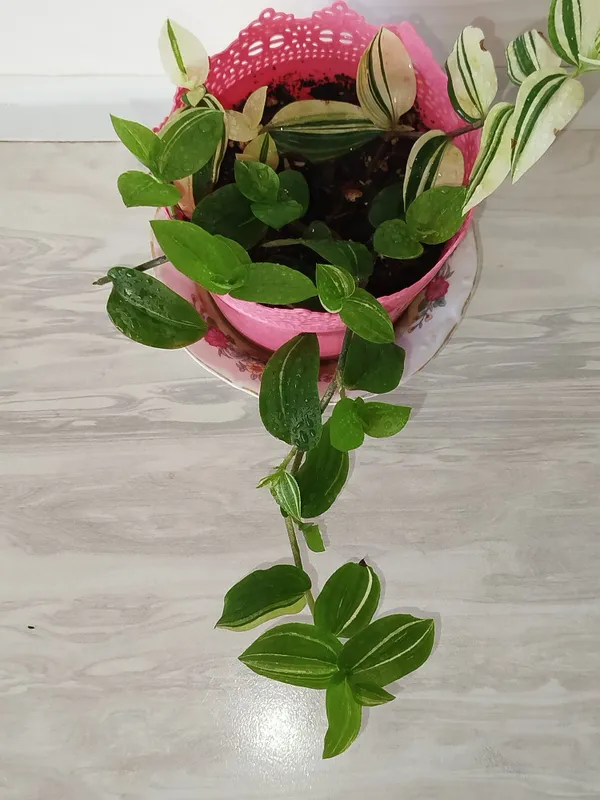 Tradiskansiya zebrina detkasi