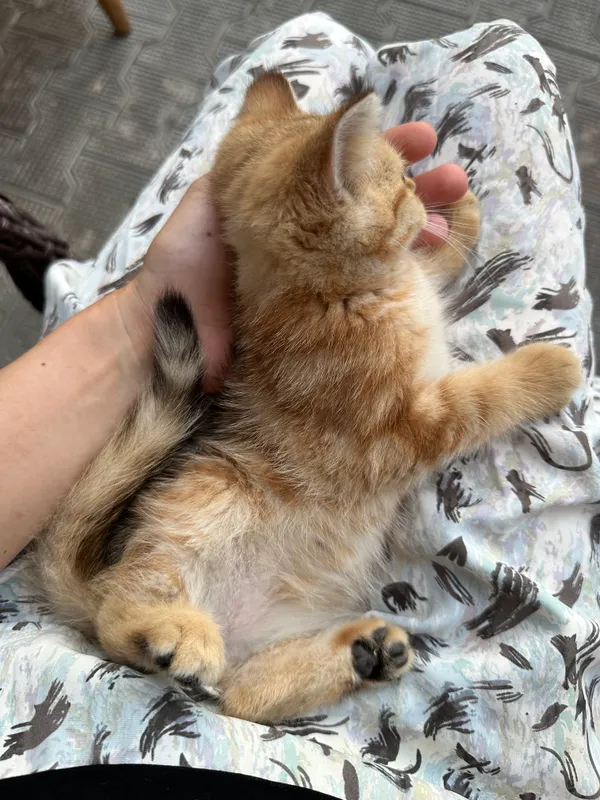 Котята — фото 4
