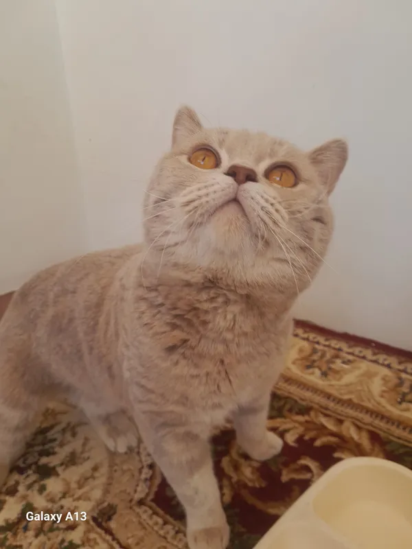 Мушук Скотч