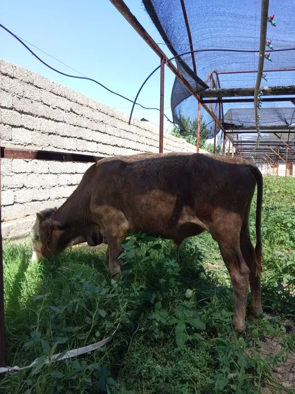 Бузок новос сотилади 4
