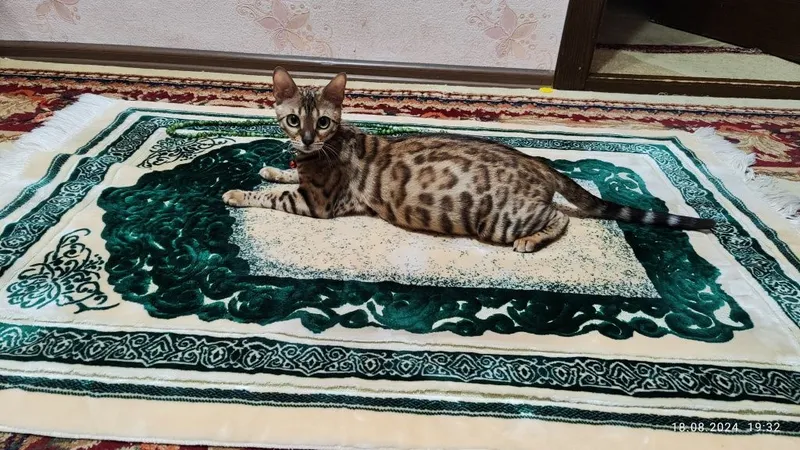 Toza Bengalskiy Qiz Bola Mushuk 3