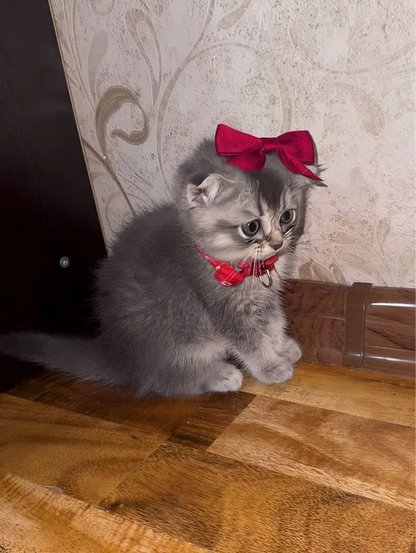 Scottish fold va Scottish straight