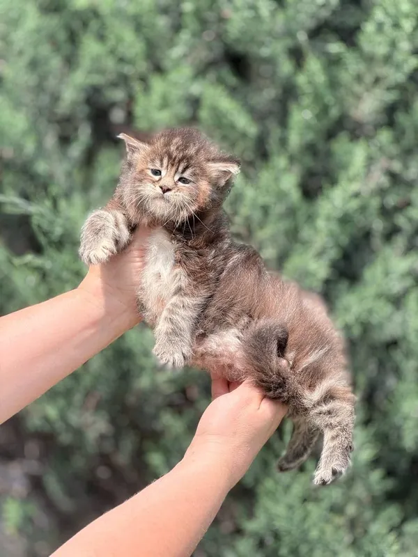 Котята породы мейнкун — фото 3