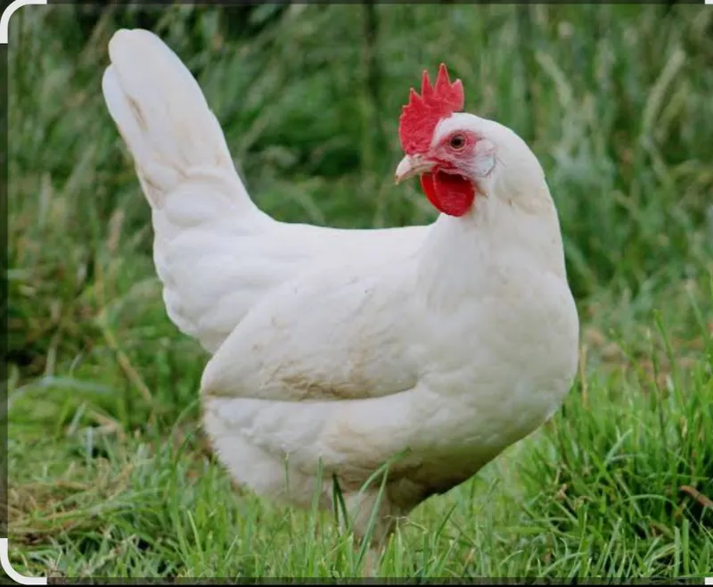 2 ta tovuq 2 xoroz bervoraman kelb olb ketw kerak 2 ta tovuq 2 xoroz bervoraman kelb olb ketw kerak
