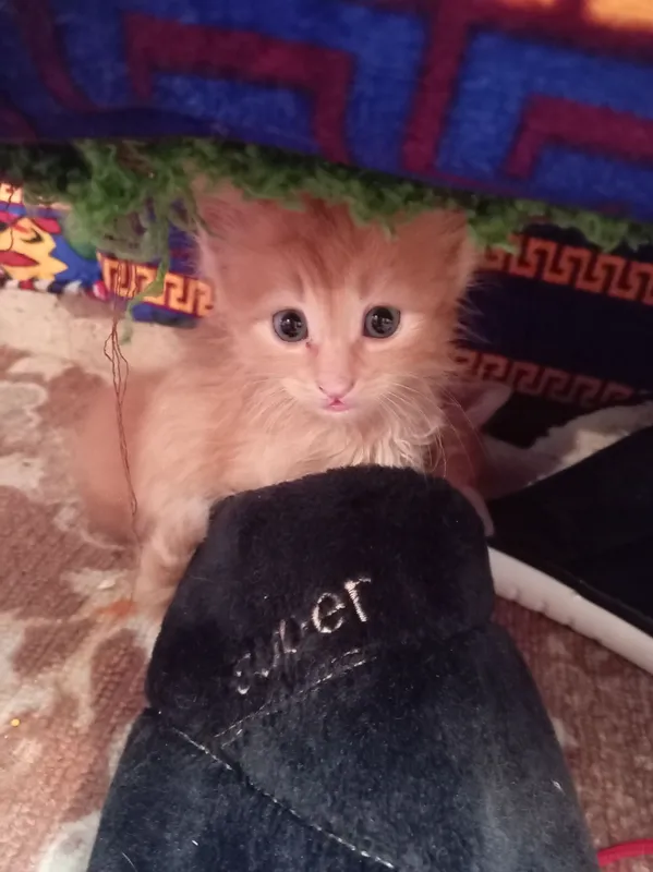 котята