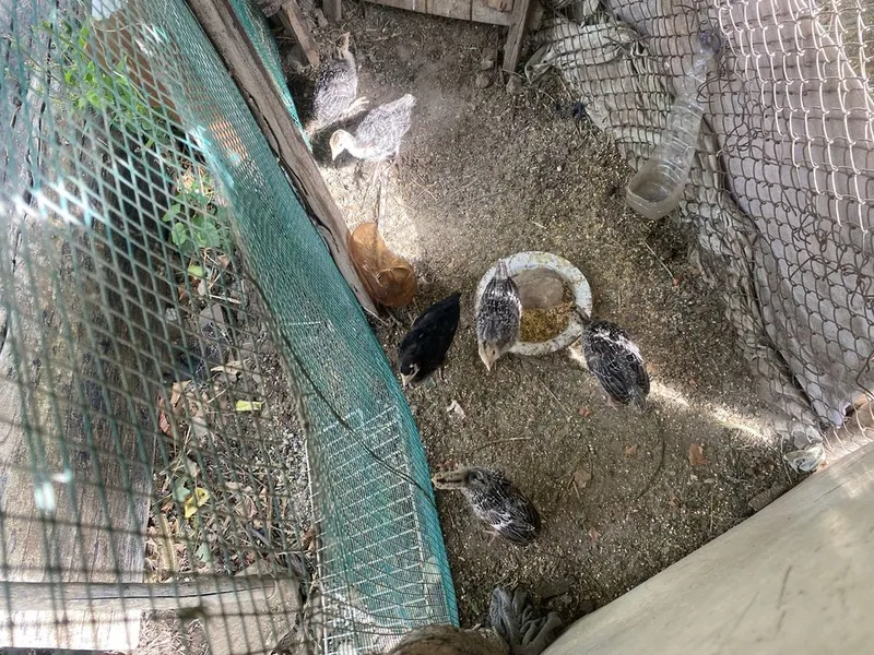 Kurka Jojalar sotiladi 3 Kurka Jojalar sotiladi 3