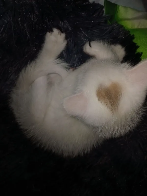 Кошка 2 Кошка 2