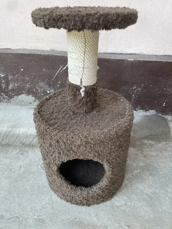 Mushuklar ini pachti ishlatilmagan — фото 1